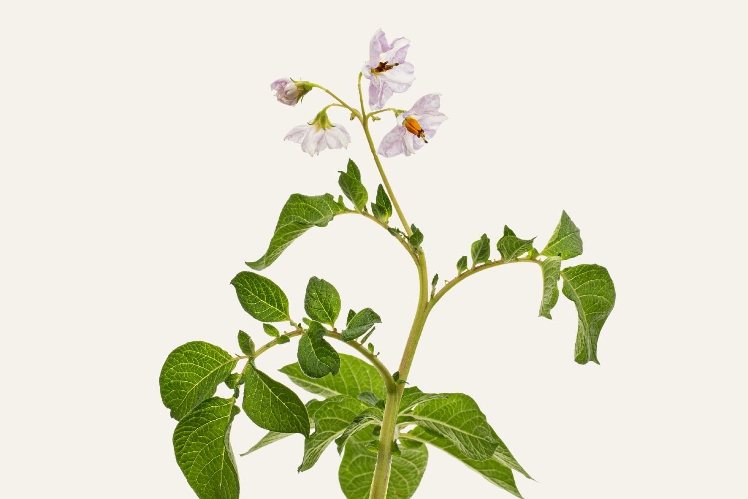 Why Ahiflower® Could Be the Future of Omega Supplementation