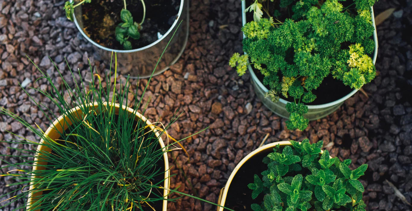 Your Garden as a Medicine Cabinet